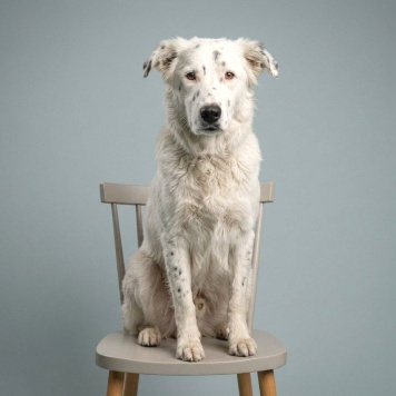 Собаки в добрые руки - Умка - 4