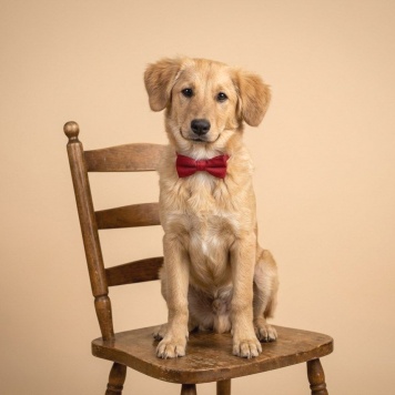 Тишка - Собаки в добрые руки