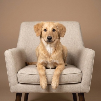 Собаки в добрые руки - Тишка - 2