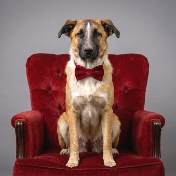 Собаки в добрые руки - Бетховен - 2