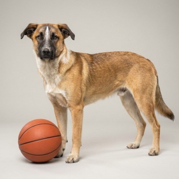 Собаки в добрые руки - Бетховен - 3