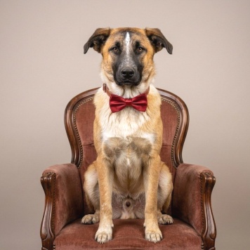 Собаки в добрые руки - Бетховен - 4