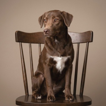 Собаки в добрые руки - Шанни