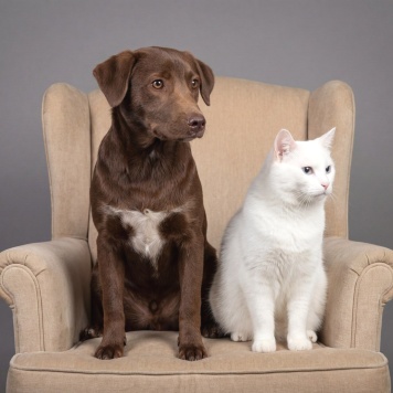 Собаки в добрые руки - Шанни - 3