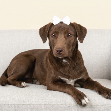 Собаки в добрые руки - Шанни - 4