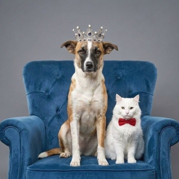 Райдос - Собаки в добрые руки