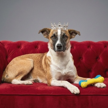 Собаки в добрые руки - Райдос - 1