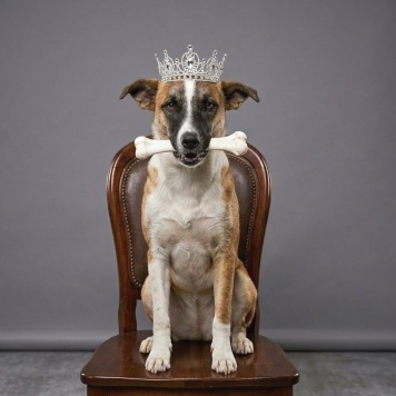 Собаки в добрые руки - Райдос - 2