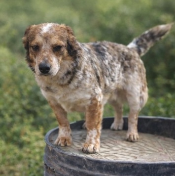 Собаки в добрые руки - Элли