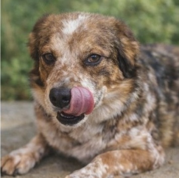 Собаки в добрые руки - Элли - 1