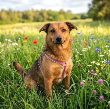 Собаки в добрые руки - Марфуша