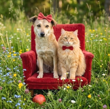 Собаки в добрые руки - Торри