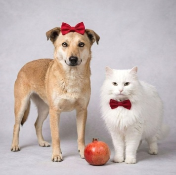 Собаки в добрые руки - Торри - 2