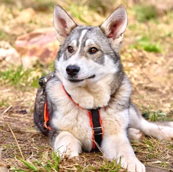 Сэм - Собаки в добрые руки