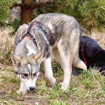 Собаки в добрые руки - Сэм - 1