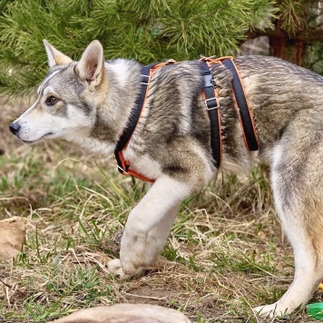 Собаки в добрые руки - Сэм - 2