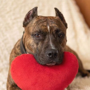 Собаки в добрые руки - Мунна