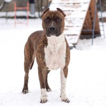 Собаки в добрые руки - Мунна - 1