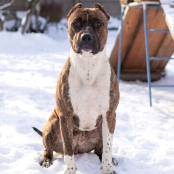 Собаки в добрые руки - Мунна - 2