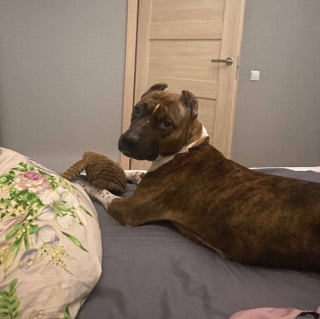 Собаки в добрые руки - Мунна - 3