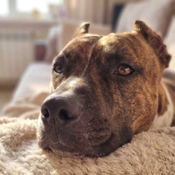 Собаки в добрые руки - Мунна - 4