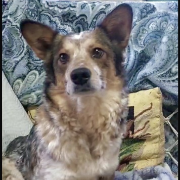 Собаки в добрые руки - Элли