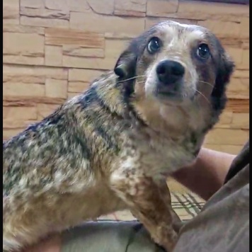 Собаки в добрые руки - Элли - 1