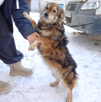 Собаки в добрые руки - Рози