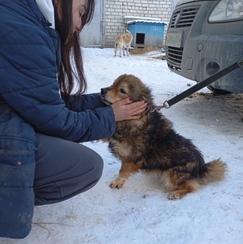 Собаки в добрые руки - Рози - 1