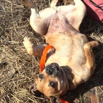 Собаки в добрые руки - Джуди