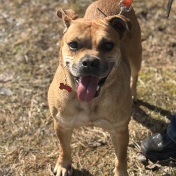 Собаки в добрые руки - Джуди - 1