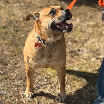 Собаки в добрые руки - Джуди - 2