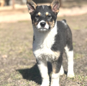 Боня - Собаки в добрые руки