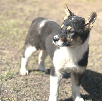 Собаки в добрые руки - Боня - 1