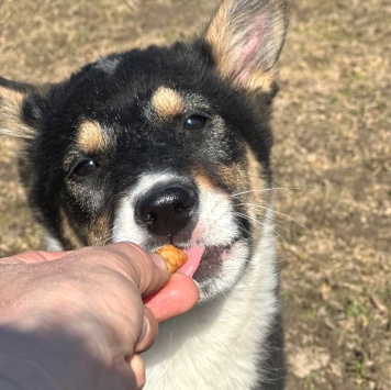 Собаки в добрые руки - Боня - 2