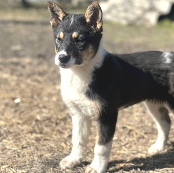 Собаки в добрые руки - Боня - 3