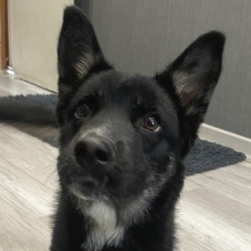 Собаки в добрые руки - Ричи