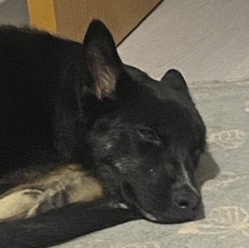 Собаки в добрые руки - Ричи - 1