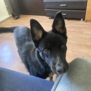 Собаки в добрые руки - Ричи - 2