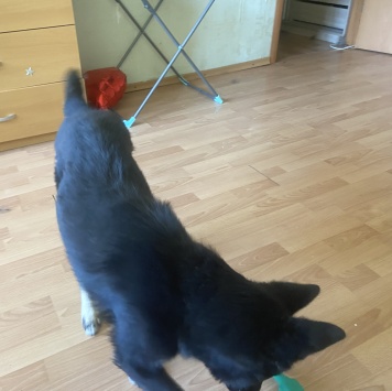 Собаки в добрые руки - Ричи - 3