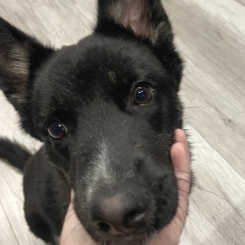 Собаки в добрые руки - Ричи - 4