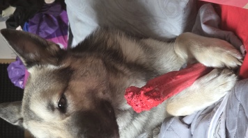 Собаки в добрые руки - Винни