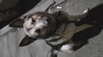 Собаки в добрые руки - Винни - 1