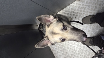 Собаки в добрые руки - Винни - 2