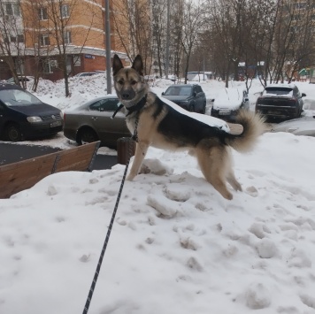 Собаки в добрые руки - Винни - 3