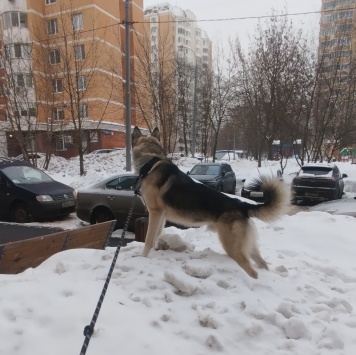 Собаки в добрые руки - Винни - 4