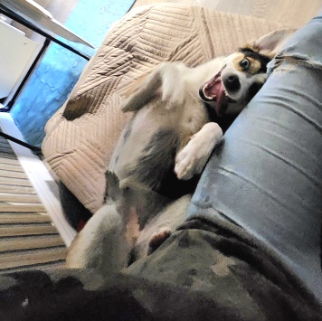 Джесси - Собаки в добрые руки