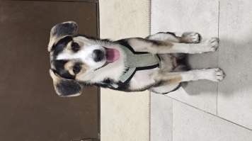 Собаки в добрые руки - Джесси - 1