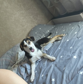 Собаки в добрые руки - Джесси - 2