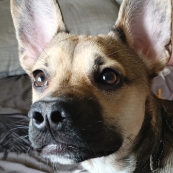 Собака - Собаки в добрые руки